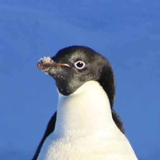PenguinBlend
